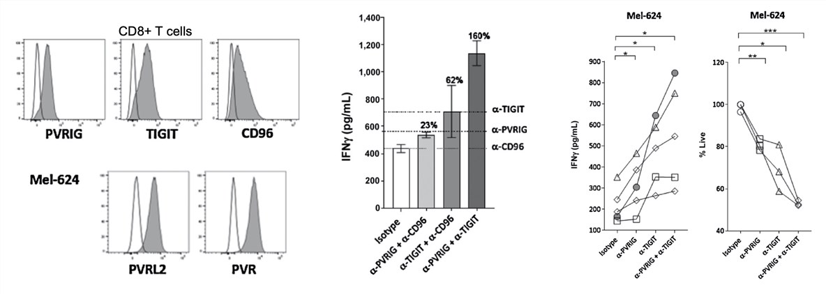 Anti-PVRIG together with anti-TIGIT shows a significant improvement in CD8+ T cell-based tumor cytotoxicity. (Whelan, et al., 2019)