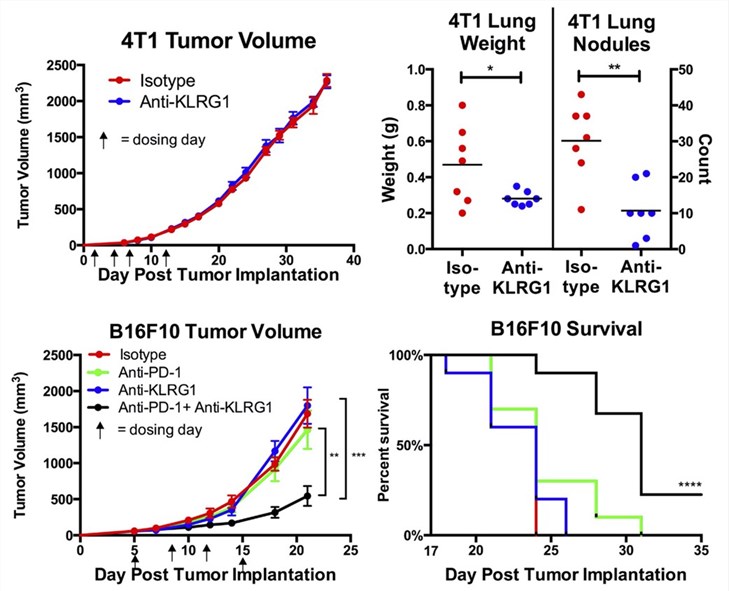 Combined treatment of anti-KLRG1 and anti-PD-1 obviously improves the anti-tumor activity. (Greenberg, et al., 2019)