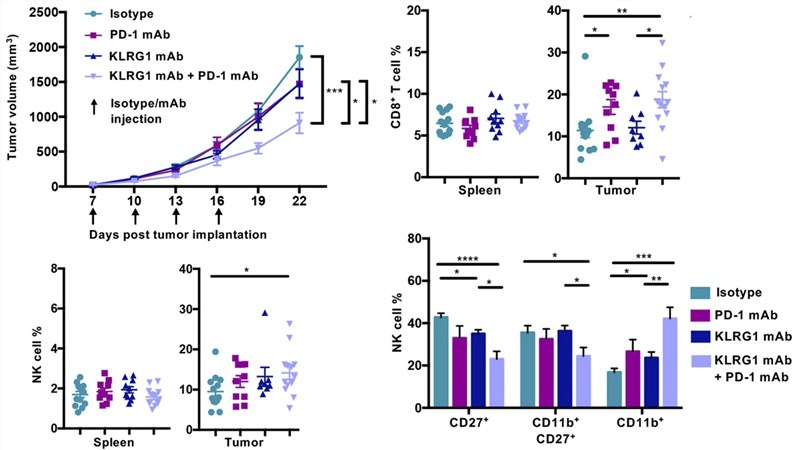 Improved enrichment and excitation of CD8+ T cells and NK cells are keys for combined therapy-mediated tumor regression. (Tata, et al., 2021)