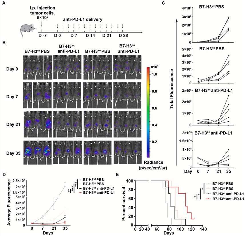 B7-H3 knock-out mice show additive effects in tumor inhibition when treated with anti-PD-L1. (Huang, et al., 2022)