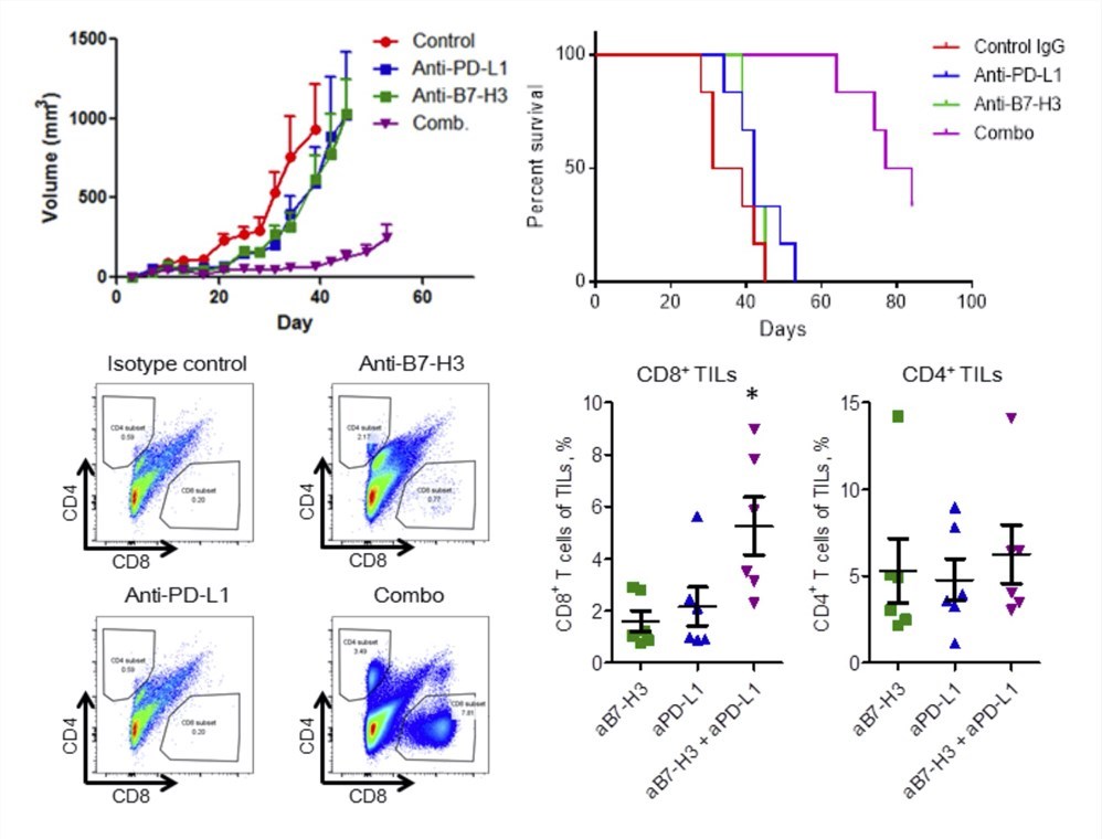 Combo of anti-B7-H3 and anti-PD-L1 leads to the best tumor regression. (Yonesaka, et al., 2018)