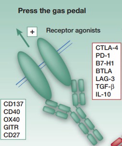 Concept and examples of agonist mAbs directed toward activatory receptors of immune system cells. (Melero, et al., 2013)