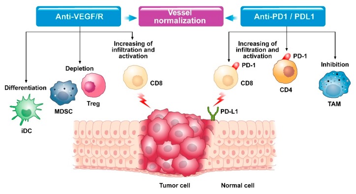 Modifications in the tumor microenvironment with anti-VEGF and anti-PD1/PDL1 therapy. (Ciciola, et al., 2020)