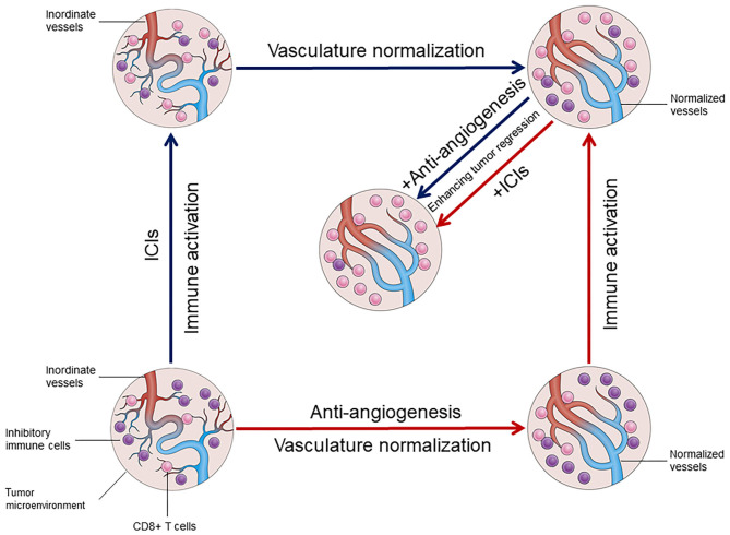 The interaction between vascular normalization and immune activation in the tumor microenvironment. (Song, et al., 2020)
