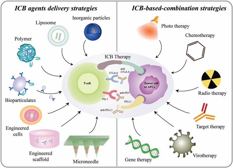 Conventional biomaterial-driven strategies to enhance immune checkpoint blockade therapy. (Fan, et al., 2018)