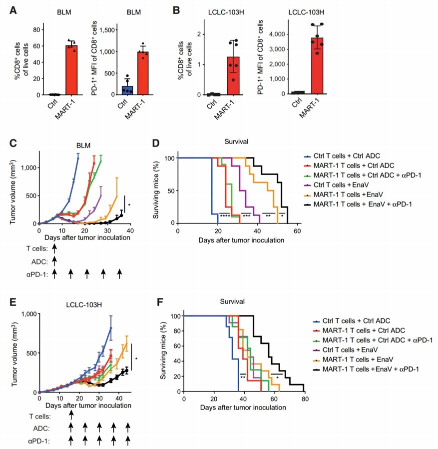 In vivo augmentation of ICB efficacy by AXL-targeted ADCs in human melanoma and lung cancer models. (Boshuizen, et al., 2021)