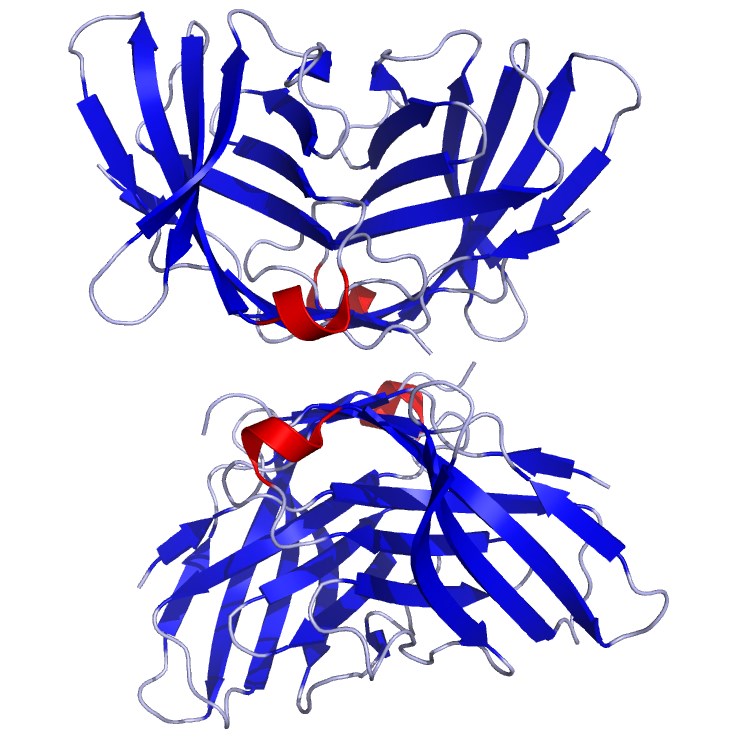 Fig. 1 CTLA-4 structure. (https://upload.wikimedia.org/wikipedia/commons/7/7a/CTLA4_Crystal_Structure.rsh.png)