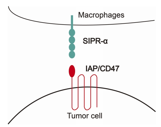 The structure of CD47. 