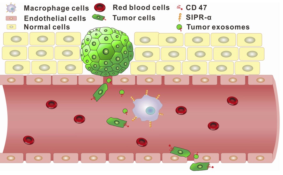 The function of CD47 in tumors.
