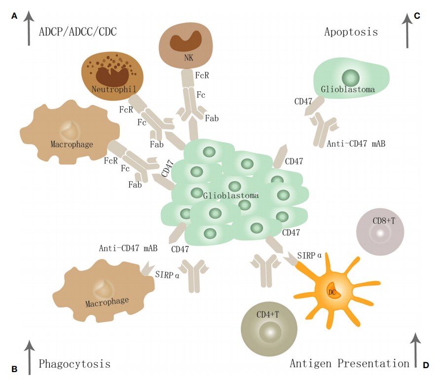 The potential mechanism of CD47-SIRPα inhibition in GBM.