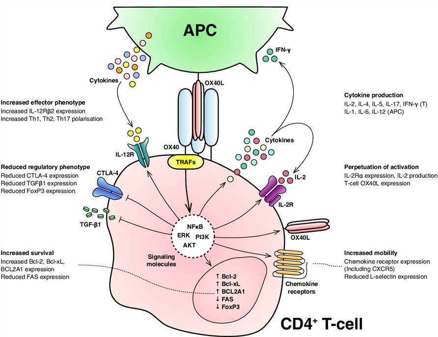 OX40 and OX40L interaction model.