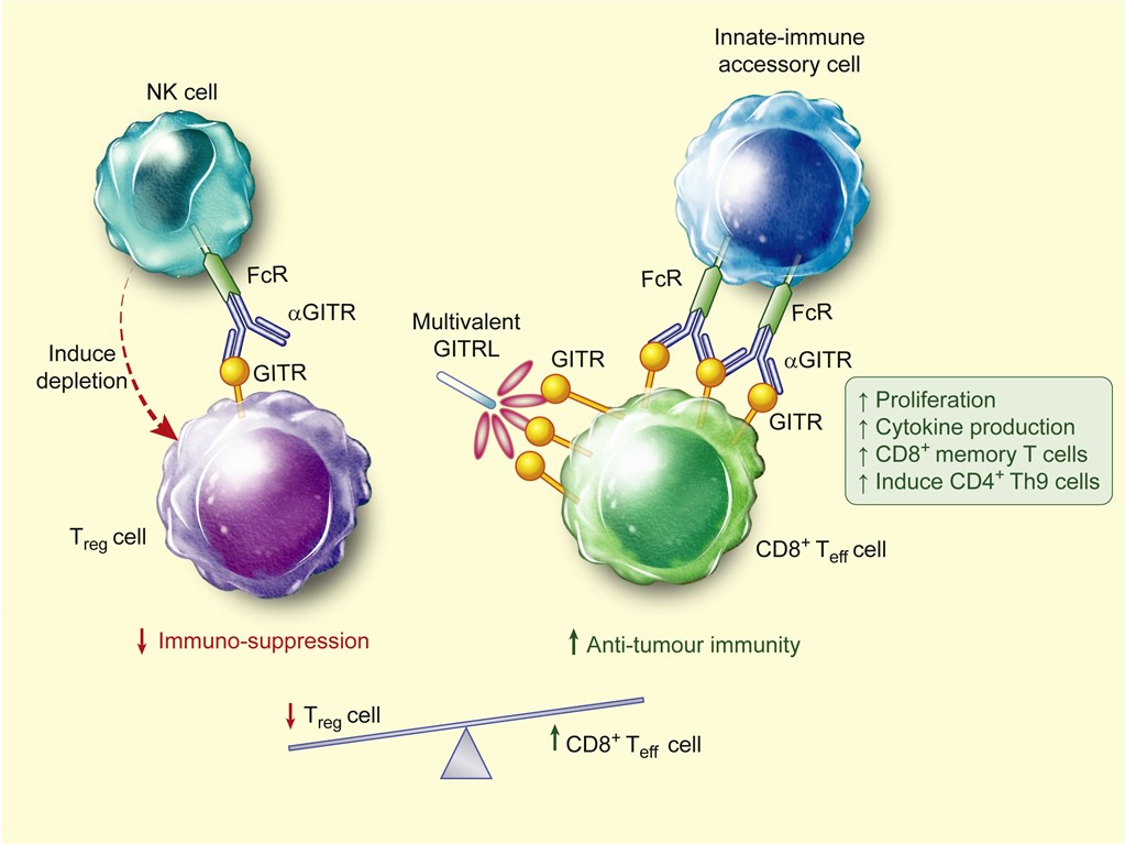 Model for GITR modulation of antitumor immunity.