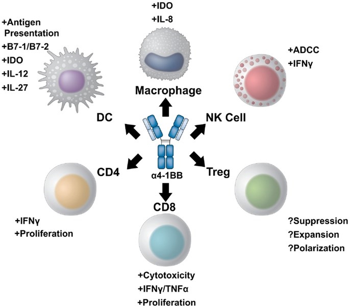 A multi-potent role of 4-1BB targeted immunotherapy.