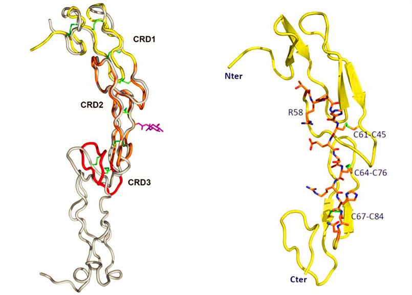 Structure of CD27.