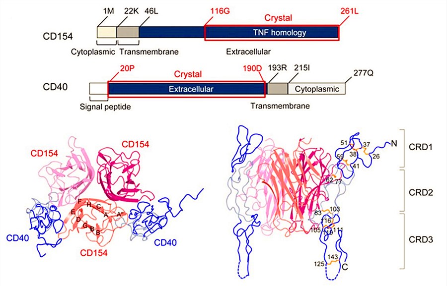 Overall structure of the CD40-CD154 complex.