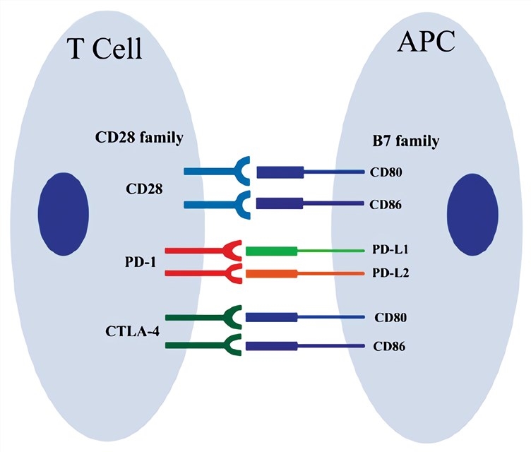 CD 28 overview.