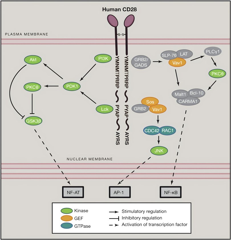 Signaling pathways downstream of CD28.