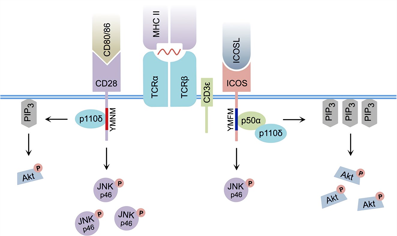 ICOS signal transduction.