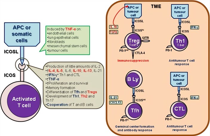 Biology of ICOS in the tumor microenvironment.