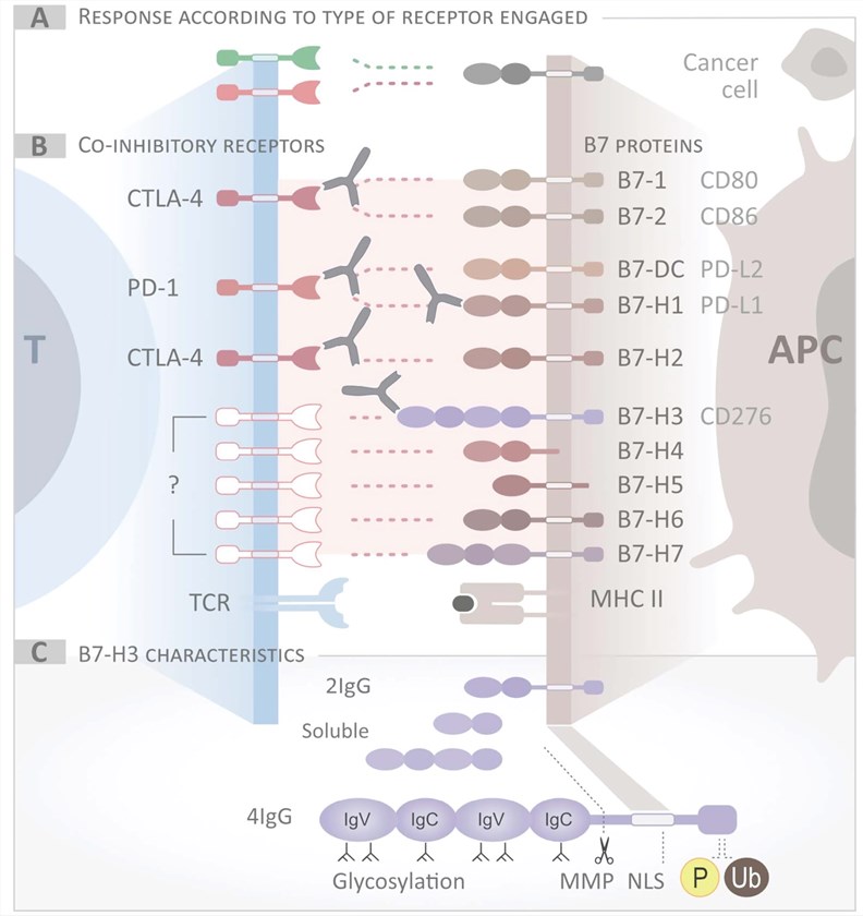B7 family and their co-inhibitory receptors in T cells.