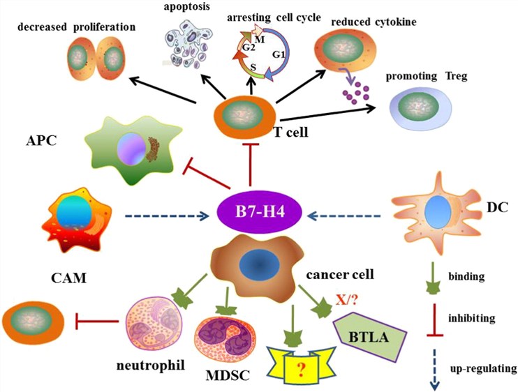 The mechanistic action of B7-H4 in tumor immunity.