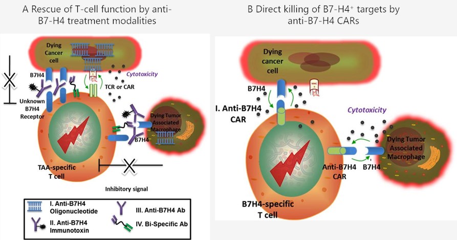 Anti-B7-H4 treatment modalities.