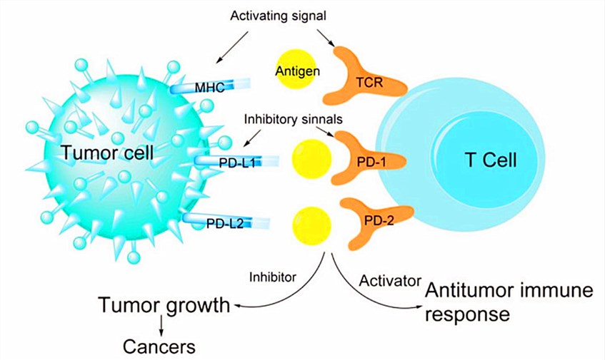 Inhibition of PD-1 and its ligand PD-L1.