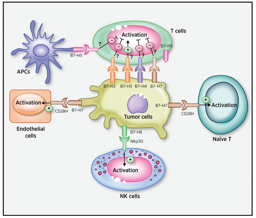 A proposed model for the roles of new B7 family members within the TME.