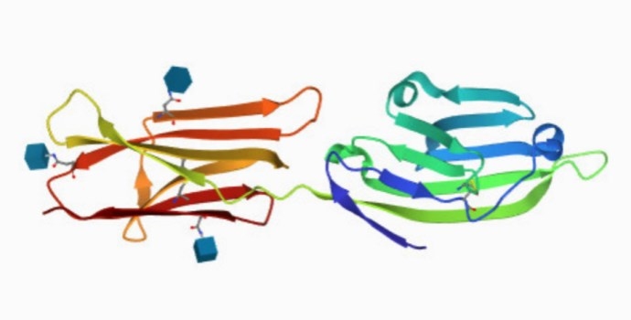 Structure of CD80