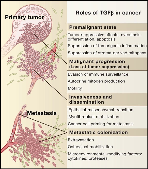 The role of TGF-β in cancer.