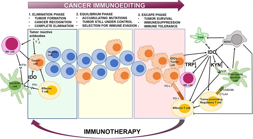 The role of IDO1 in cancer immunoediting