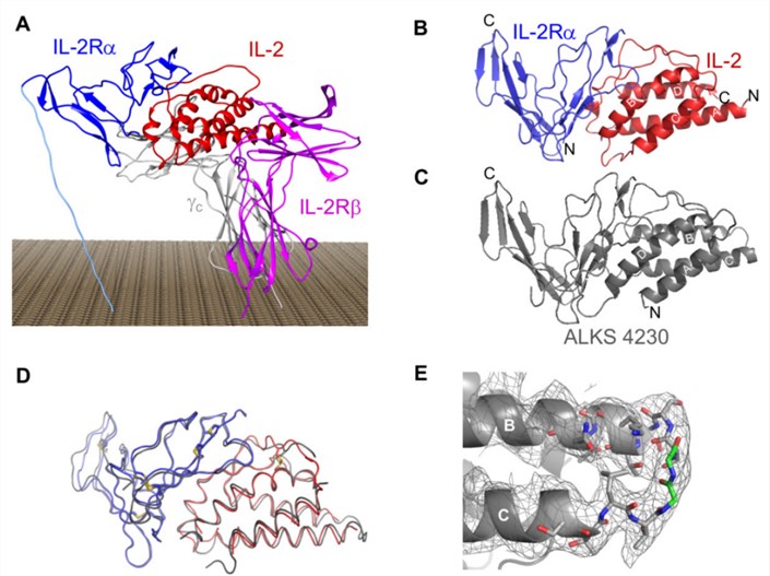 ALKS 4230 is a novel engineered fusion protein between circularly permuted IL-2 and IL-2Rα.