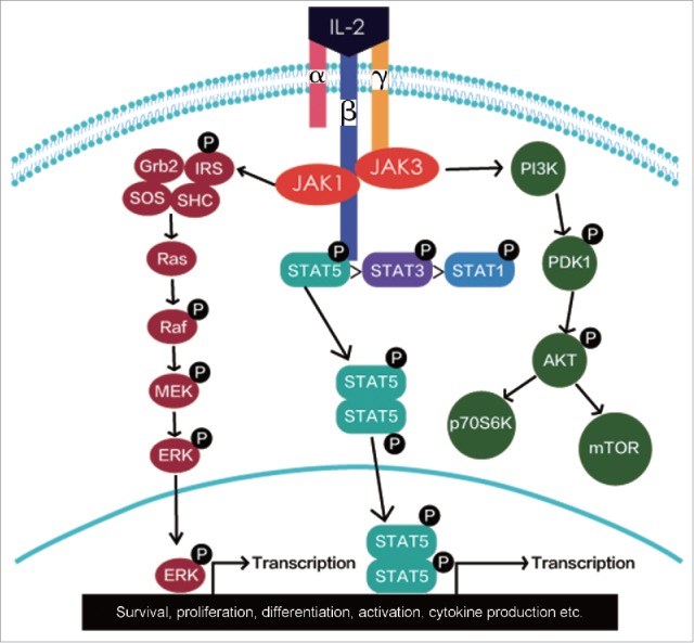 Signaling pathways of IL-2/IL-2R.