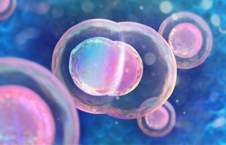 CD73 Immune Checkpoint Molecule for Drug Development