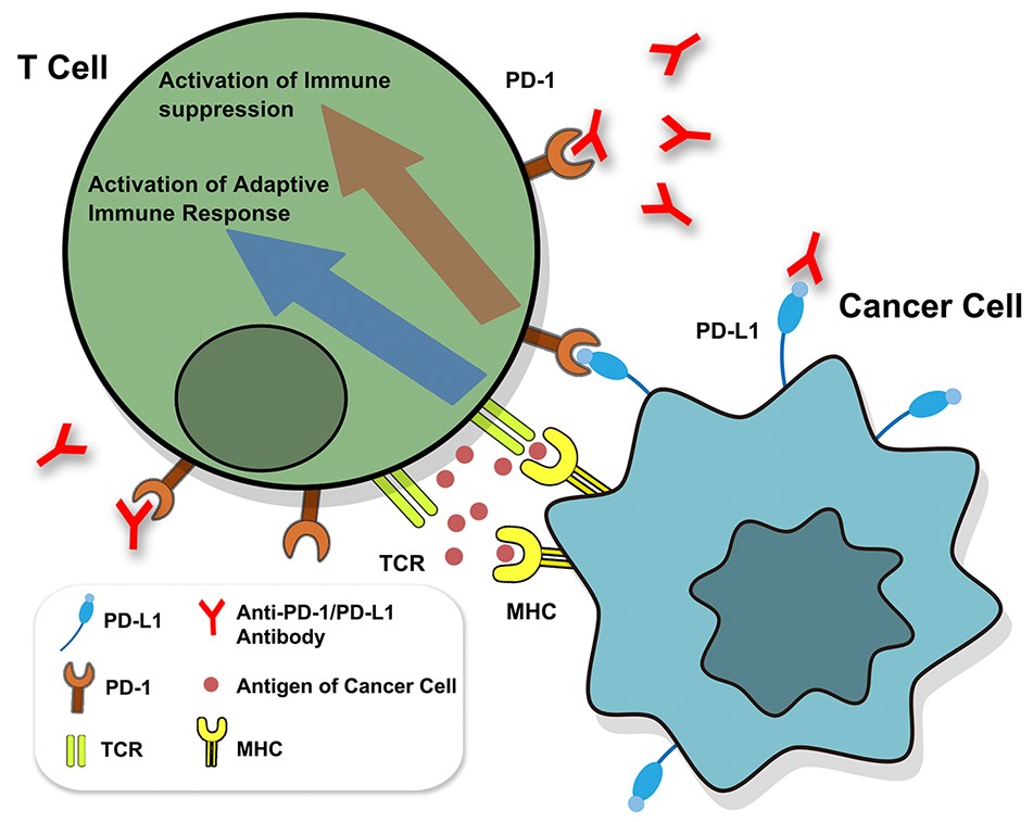 Identification of PD-1/PD-L1.