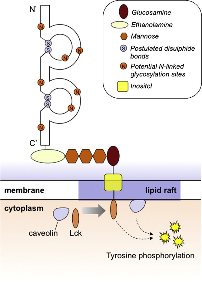 Structure and signaling cascade of CD48. 