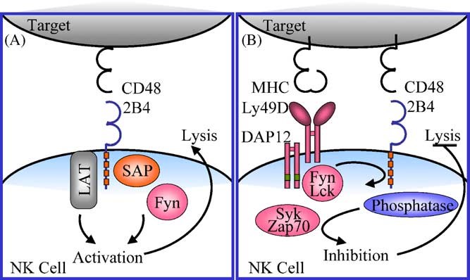 Models of 2B4 activating and inhibitory signaling.