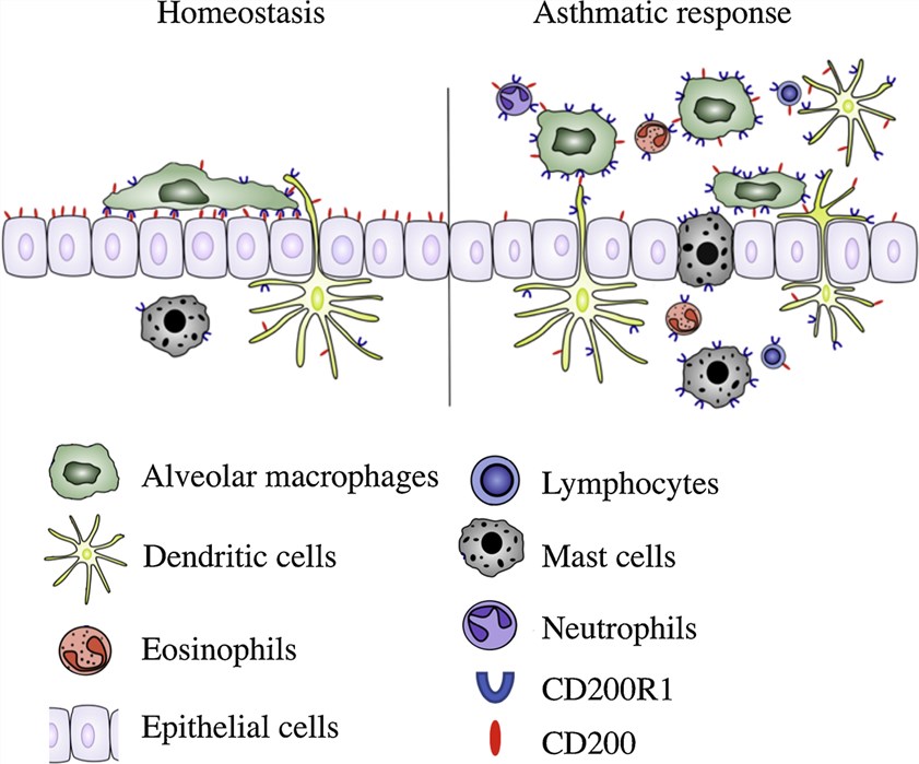 CD200 and CD200 receptor expression in the airways.