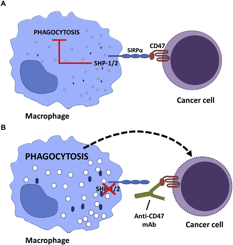 The CD47/SIRPα myeloid-specific immune checkpoint.