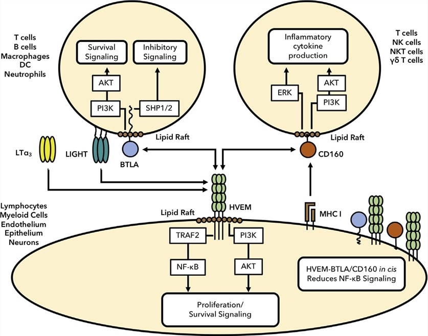 Major signaling pathways activated by HVEM network proteins.
