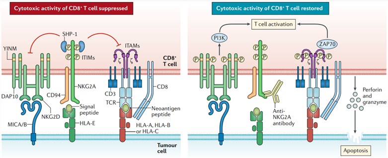 The NKG2A-HLA-E immune checkpoint.