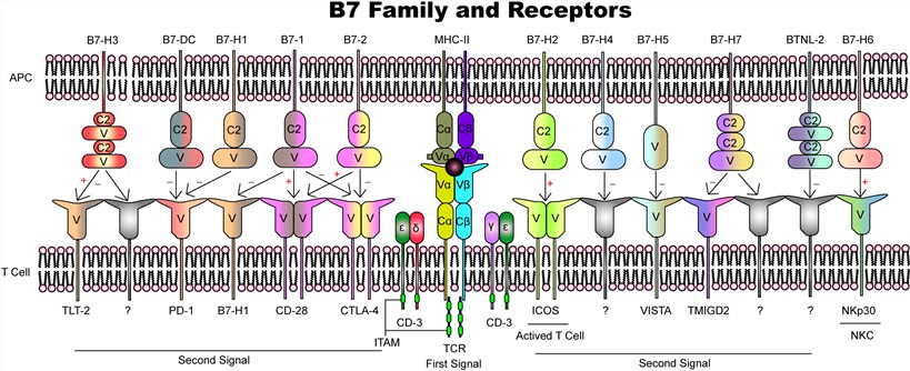 B7 family members and their receptors. 