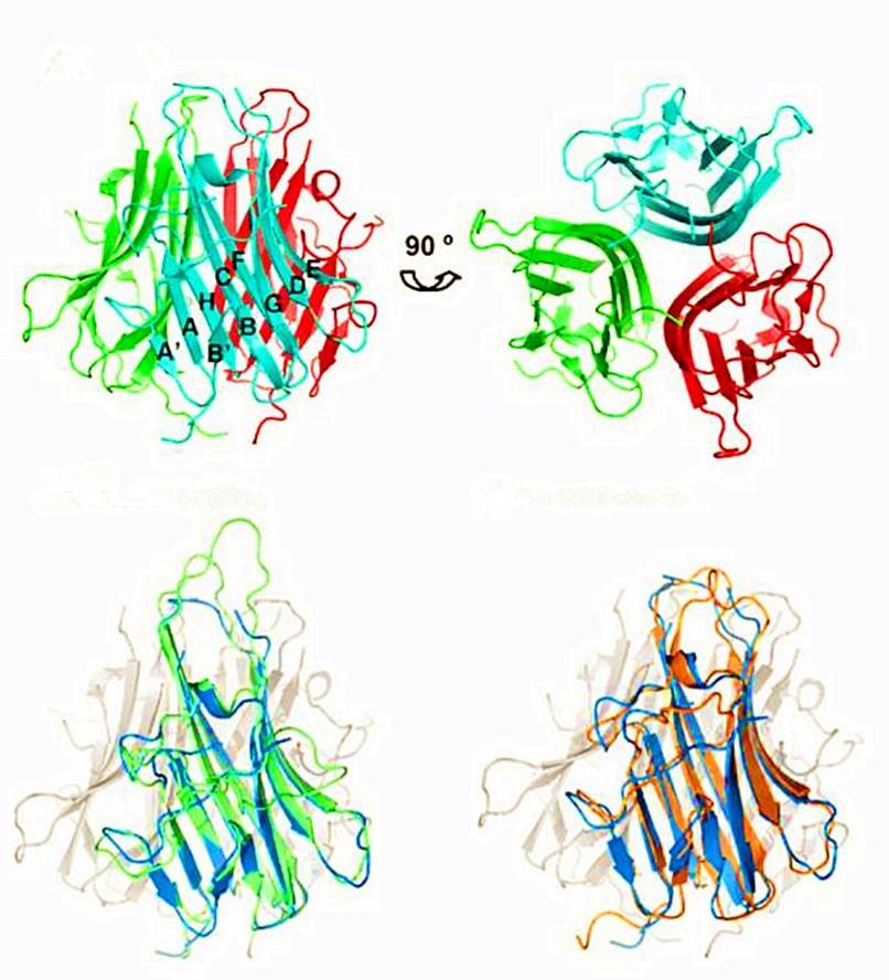 Ribbon structure of TL1A trimer assembly.