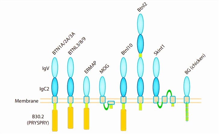 Protein domain structure of butyrophilins.