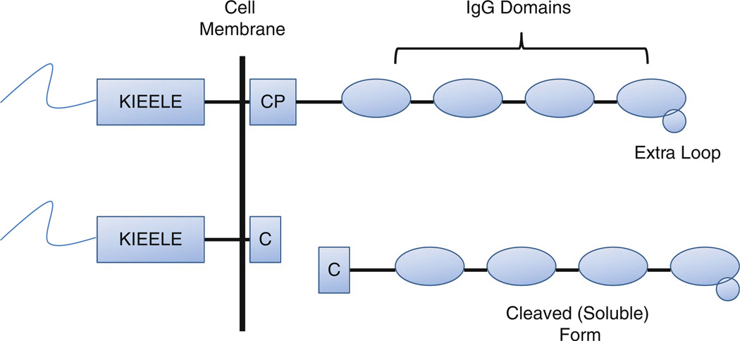 LAG-3 structure.