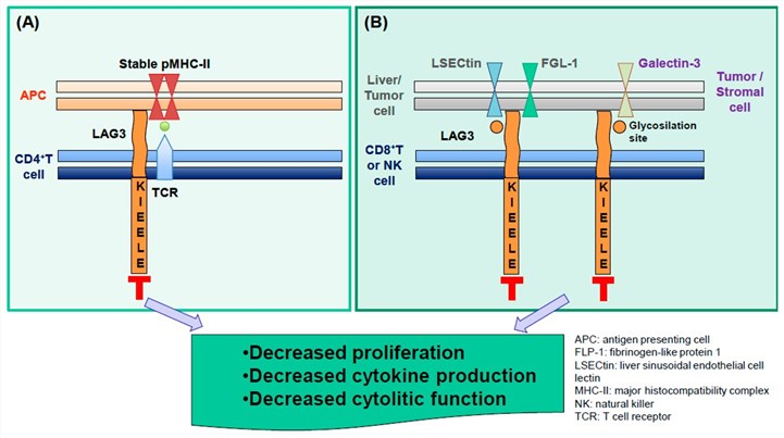 Molecular mechanisms of LAG-3 function.