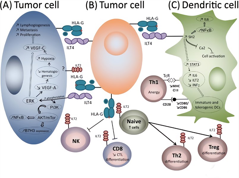 HLA-G-induced pathways following interaction with its receptors.