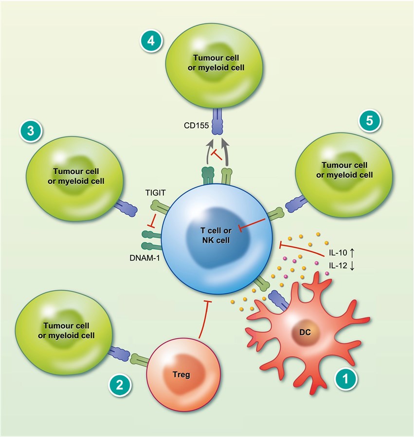 TIGIT mechanism of action.