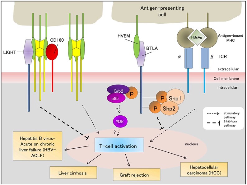 TLA-associated signaling pathways.
