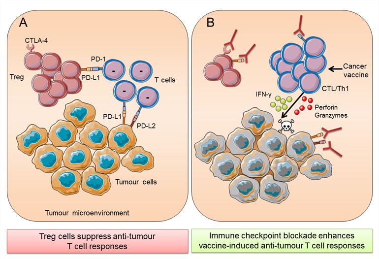 Immune checkpoint blockade in cancer.